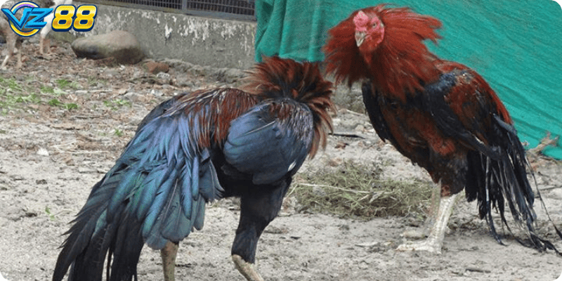 trường gà còn là nơi người chơi rèn luyện kỹ năng quan sát