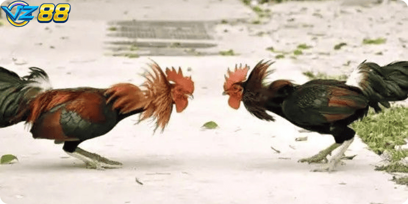 Đá Gà Cổ Điển – Trải Nghiệm Trận Chiến Truyền Thống Kịch Tính