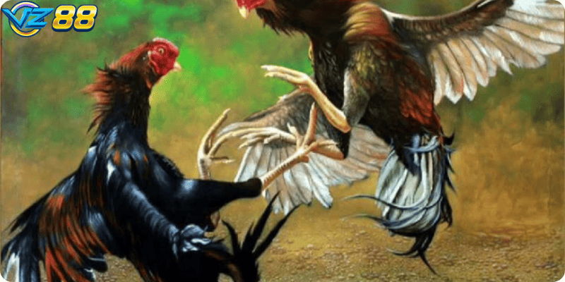 Người chơi đến sân gà để tận hưởng không khí chân thực