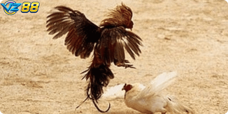 Người chơi quan sát, phân tích sức mạnh và kỹ thuật của gà để quyết định đặt cược