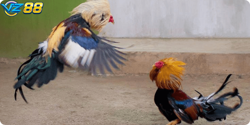 Chất lượng trận đấu rõ ràng